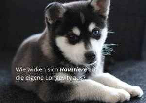 Haustiere-Longevity-Alaskan-Klee-Kai-Welpe