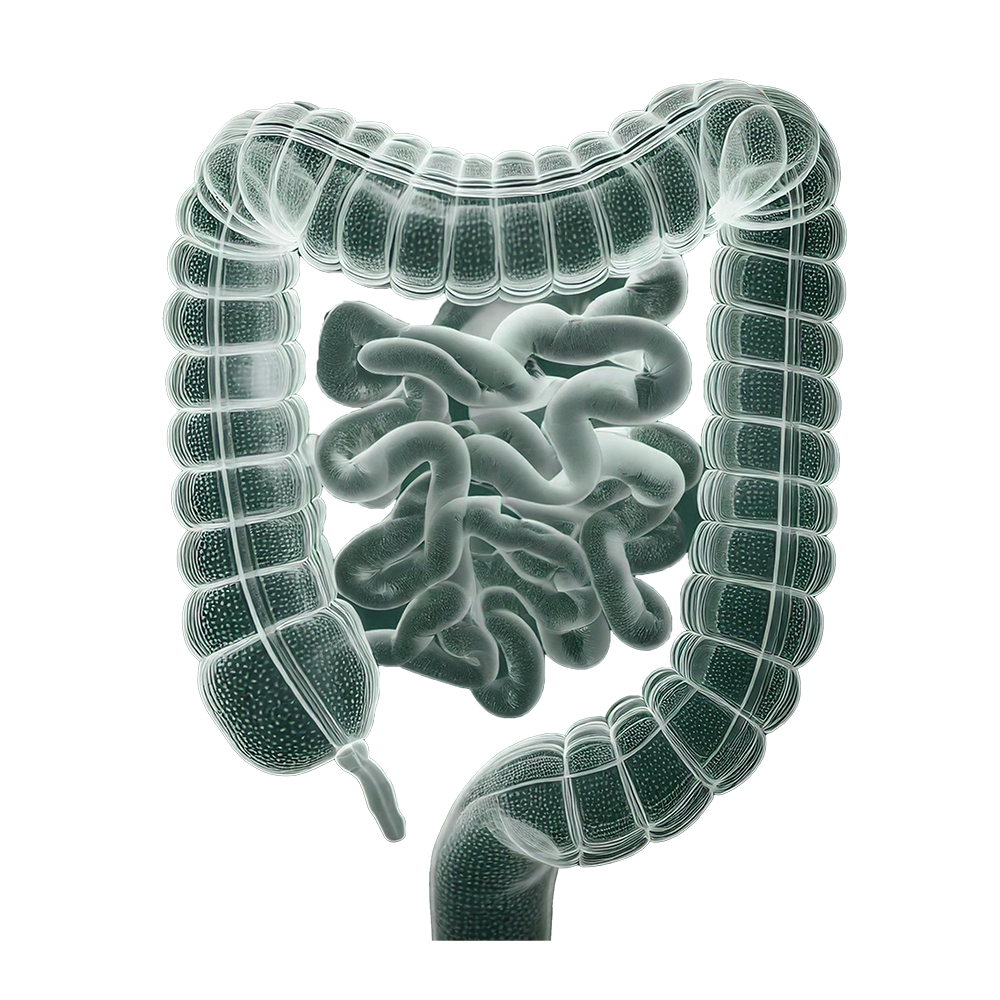 consulenza nutrizionale-immagine del prodotto intestinale
